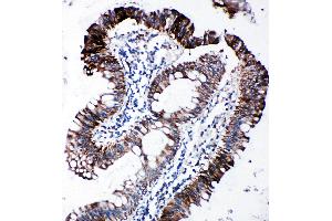 Image no. 3 for anti-Eukaryotic Translation Initiation Factor 2 Subunit 1 (EIF2S1) (AA 123-137), (Middle Region) antibody (ABIN3044058)