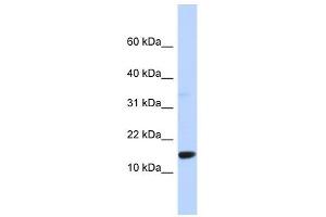 Image no. 1 for anti-Tumor Protein D52-Like 3 (TPD52L3) (Middle Region) antibody (ABIN632010)