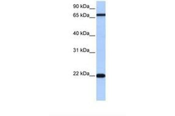 ACCSL antibody  (N-Term)