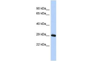 Image no. 1 for anti-Zinc Finger Protein 524 (ZNF524) (N-Term) antibody (ABIN2778537)