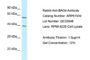 Image no. 1 for anti-BCL2-Associated Athanogene 4 (BAG4) (C-Term) antibody (ABIN2788954)