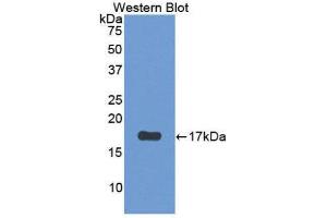 Image no. 1 for anti-Parathyroid Hormone 2 Receptor (PTH2R) (AA 27-145) antibody (ABIN1870095)