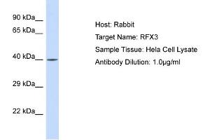 Image no. 1 for anti-Regulatory Factor X 3 (RFX3) (N-Term) antibody (ABIN2777214)