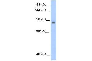 Image no. 2 for anti-Aconitase 1 (ACO1) (N-Term) antibody (ABIN633567)