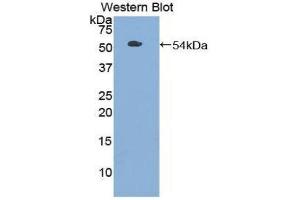 Image no. 1 for anti-Toll-Like Receptor 3 (TLR3) (AA 727-905) antibody (ABIN1860769)