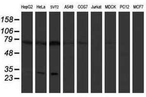 Image no. 1 for anti-Pallidin Homolog (PLDN) antibody (ABIN1500264)