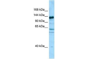 anti-Caprin Family Member 2 (CAPRIN2) (C-Term) antibody