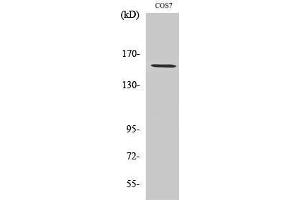 anti-Polymerase (RNA) III (DNA Directed) Polypeptide A, 155kDa (POLR3A) (N-Term) antibody