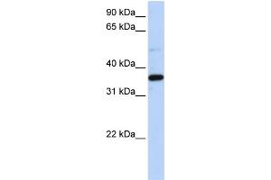 Image no. 1 for anti-Prostaglandin Reductase 1 (PTGR1) (N-Term) antibody (ABIN2785929)