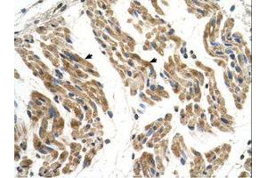 Image no. 1 for anti-Solute Carrier Family 35, Member F2 (SLC35F2) (N-Term) antibody (ABIN320842)