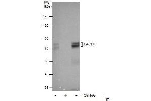 IP Image Immunoprecipitation of FACL4 protein from HeLa whole cell extracts using 5 μg of FACL4 antibody [C3], C-term, Western blot analysis was performed using FACL4 antibody [C3], C-term, EasyBlot anti-Rabbit IgG  was used as a secondary reagent.