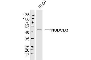 Image no. 1 for anti-NudC Domain Containing 3 (NUDCD3) (AA 161-260) antibody (ABIN5675668)