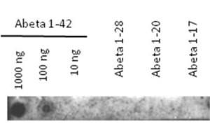 Image no. 1 for anti-Amyloid beta 1-42 (Abeta 1-42) antibody (ABIN334634)