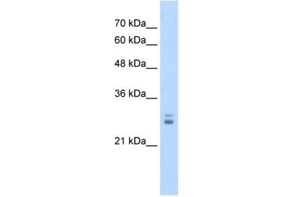 anti-Potassium Channel Tetramerisation Domain Containing 11 (KCTD11) (N-Term) antibody