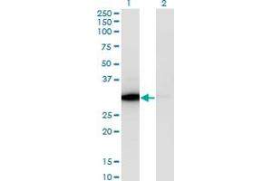 Western Blot analysis of ATP6V1E1 expression in transfected 293T cell line by ATP6V1E1 monoclonal antibody (M02), clone 4E11.