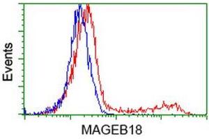 Image no. 1 for anti-Melanoma Antigen Family B, 18 (MAGEB18) antibody (ABIN2725204)