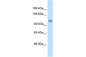 Image no. 2 for anti-Zinc Finger RNA Binding Protein (ZFR) (N-Term) antibody (ABIN2780994)