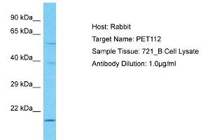 Image no. 1 for anti-PET112 Homolog (PET112) (N-Term) antibody (ABIN2774573)