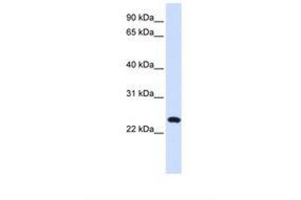 LAMP5 antibody  (AA 182-231)