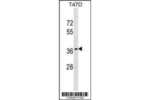 Image no. 1 for anti-Olfactory Receptor, Family 10, Subfamily T, Member 2 (OR10T2) (AA 244-272), (C-Term) antibody (ABIN1536932)