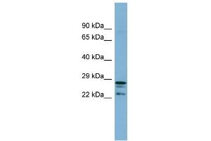 CUTC antibody  (Middle Region)