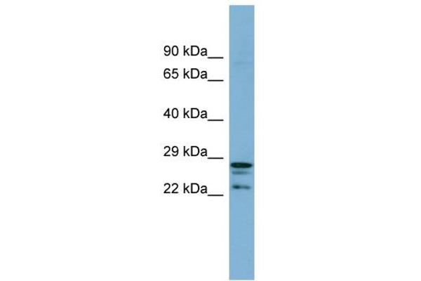 anti-CutC Copper Transporter Homolog (CUTC) (Middle Region) antibody