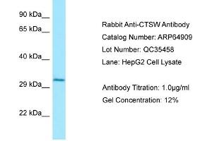Image no. 1 for anti-Cathepsin W (CTSW) (N-Term) antibody (ABIN2789993)