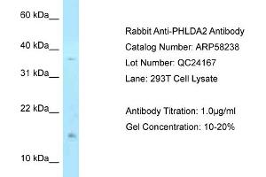 Image no. 1 for anti-Pleckstrin Homology-Like Domain, Family A, Member 2 (PHLDA2) (N-Term) antibody (ABIN2787606)