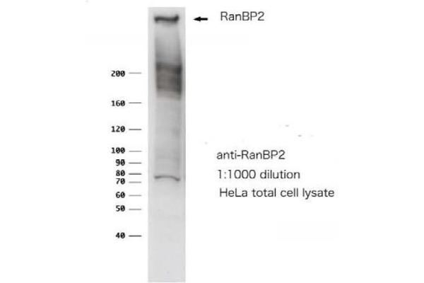 RANBP2 antibody