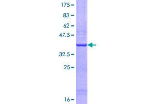 MYO5A Proteins