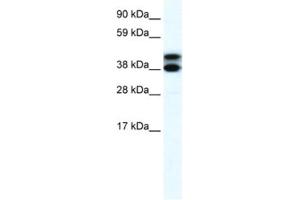 Image no. 1 for anti-Tripartite Motif Containing 13 (TRIM13) antibody (ABIN2460875)