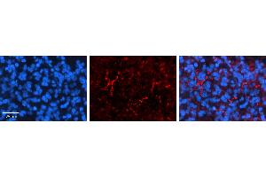 Image no. 2 for anti-Solute Carrier Family 1 (Glutamate/Neutral Amino Acid Transporter), Member 4 (SLC1A4) (C-Term) antibody (ABIN2781576)