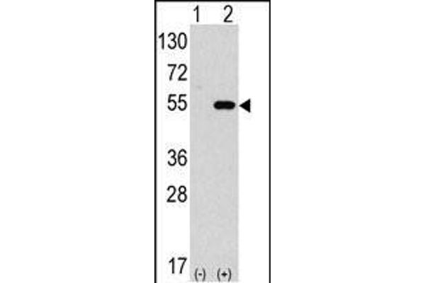 ATG4C Antikörper  (AA 167-196)