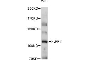 NLRP11 antibody  (AA 420-600)