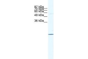 Image no. 1 for anti-E2F Transcription Factor 6 (E2F6) (Middle Region) antibody (ABIN2779510)