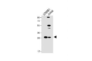 LAPTM5 antibody  (N-Term)