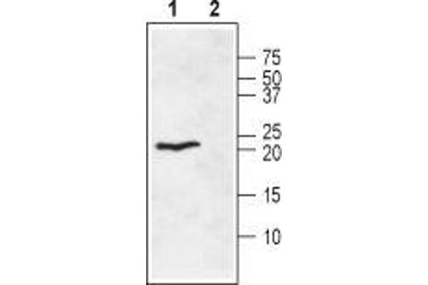 Ephrin A1 antibody  (Extracellular)