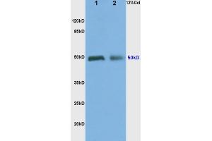 Image no. 2 for anti-Alpha-2A Adrenergic Receptor (ADRA2A) (AA 385-450) antibody (ABIN737091)
