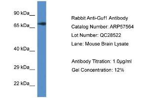 Image no. 1 for anti-GUF1 GTPase Homolog (GUF1) (C-Term) antibody (ABIN2787278)