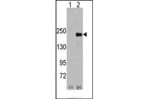 Image no. 2 for anti-Sperm Associated Antigen 9 (SPAG9) (AA 610-640), (Middle Region) antibody (ABIN359538)