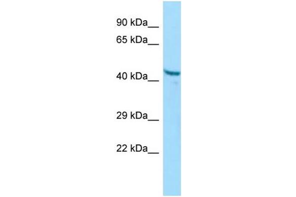 anti-Pepsinogen 3, Group I (Pepsinogen A) (PGA3) (Middle Region) antibody