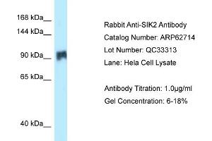 Image no. 1 for anti-Salt-Inducible Kinase 2 (SIK2) (N-Term) antibody (ABIN2789222)