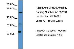 Image no. 2 for anti-Copine IX (CPNE9) (C-Term) antibody (ABIN2785280)
