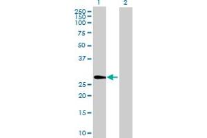 Western Blot analysis of TMUB1 expression in transfected 293T cell line by TMUB1 MaxPab polyclonal antibody.