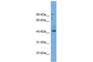 Image no. 1 for anti-Homeobox B3 (HOXB3) (Middle Region) antibody (ABIN2774211)
