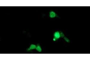 Image no. 2 for anti-ADP-Ribosylation Factor-Like 5B (ARL5B) antibody (ABIN1496721)