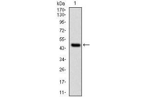 Image no. 2 for anti-Ubiquitin-Conjugating Enzyme E2I (UBE2I) antibody (ABIN969451)