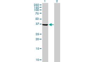 Image no. 1 for anti-Testis-Specific serine Kinase 2 (TSSK2) (AA 1-358) antibody (ABIN525310)