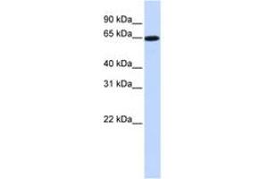 Image no. 1 for anti-Solute Carrier Family 43, Member 1 (SLC43A1) (AA 324-373) antibody (ABIN6743210)
