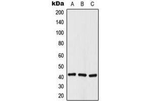 Image no. 3 for anti-Histone Deacetylase 8 (HDAC8) (N-Term), (pSer39) antibody (ABIN2707553)